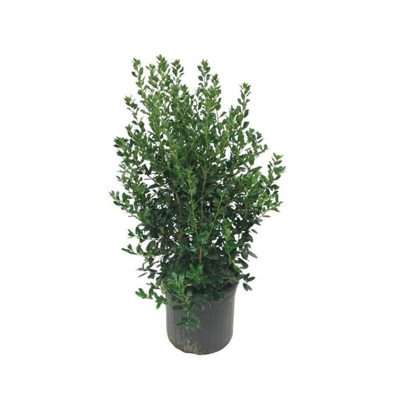 Expert Gardener 3-4 ft. tall Burford Holly Live Tree in 7-Gallon Grower Pot