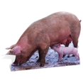 thumbnail image 1 of Star Cutouts SC65 Découpe de Porc et de Porcelet - 36 x 1 Po., 1 of 1