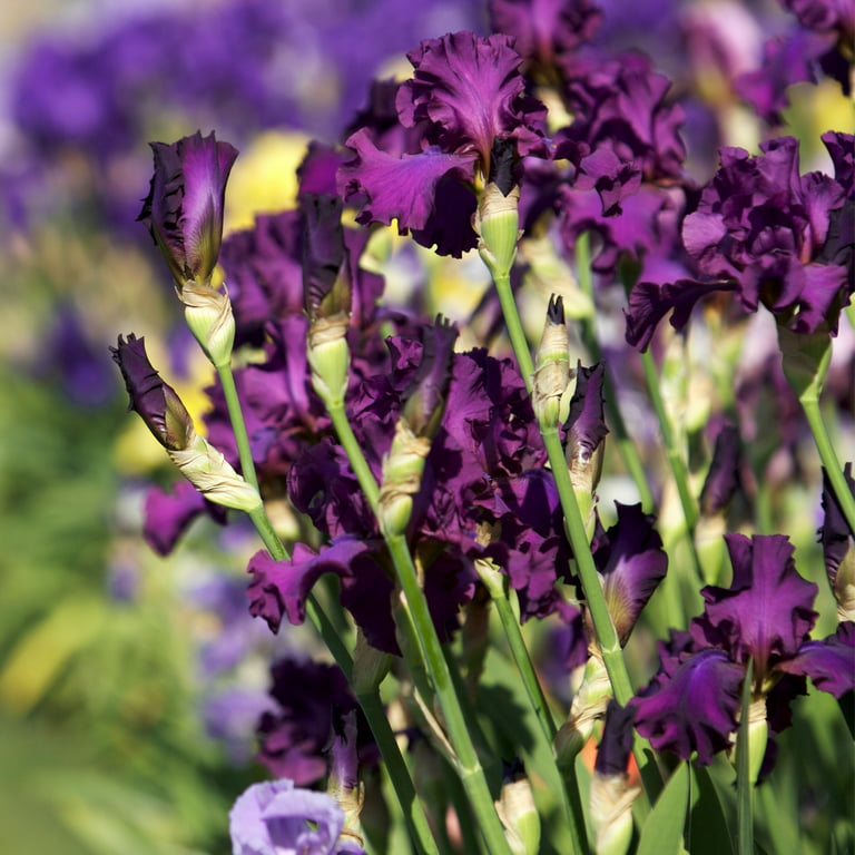 Iris Face Stick-On Jewels - Purple Passion