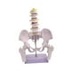 thumbnail image 3 of Modelo de pelvis femenina, equipo educativo práctico profesional, esqueleto femenino. Estilo B, 3 of 9