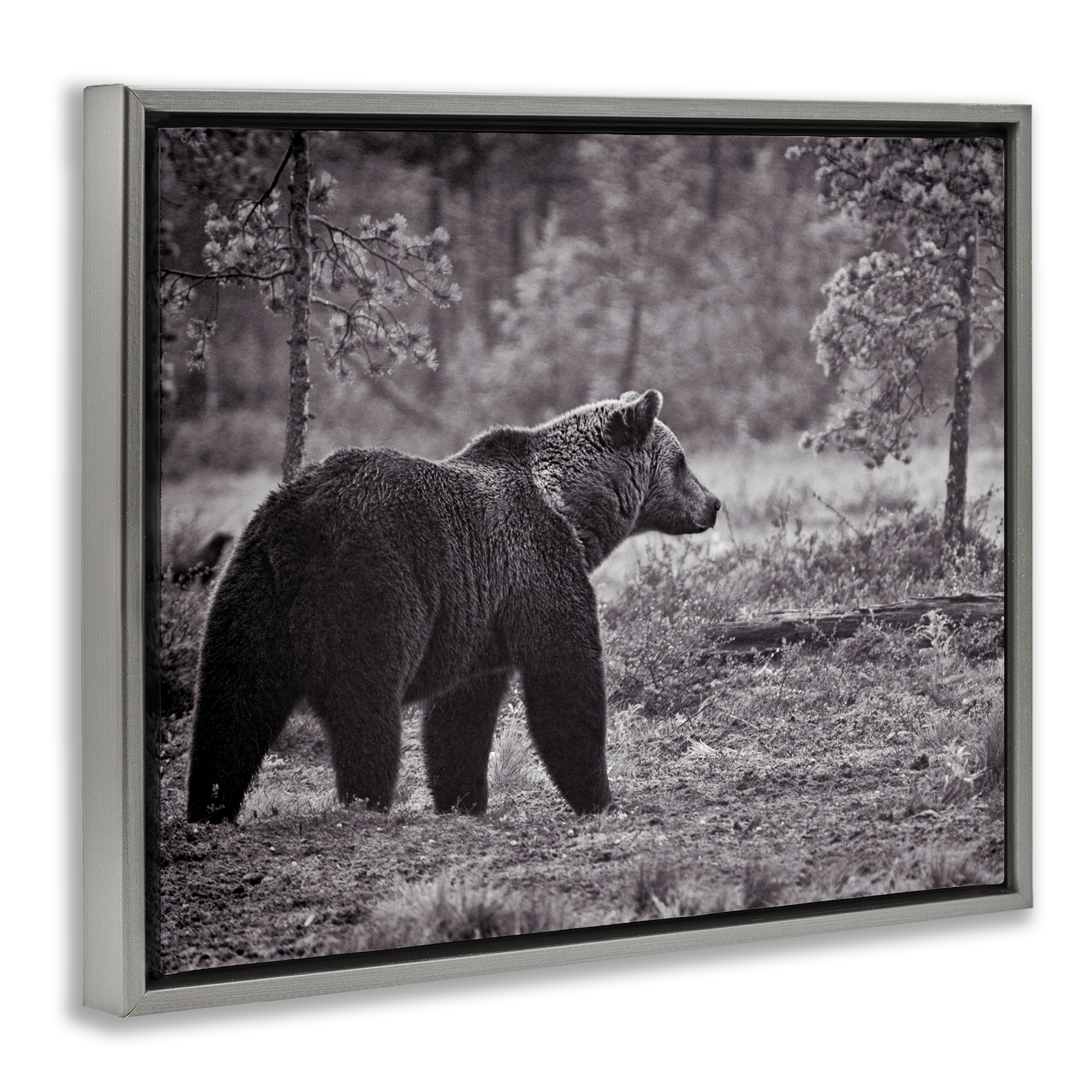 Stupell Industries Bear Stepping in Forest Animals & Insects Photography Gray Floater Framed Canvas Art Print Wall Art, 21 x 17