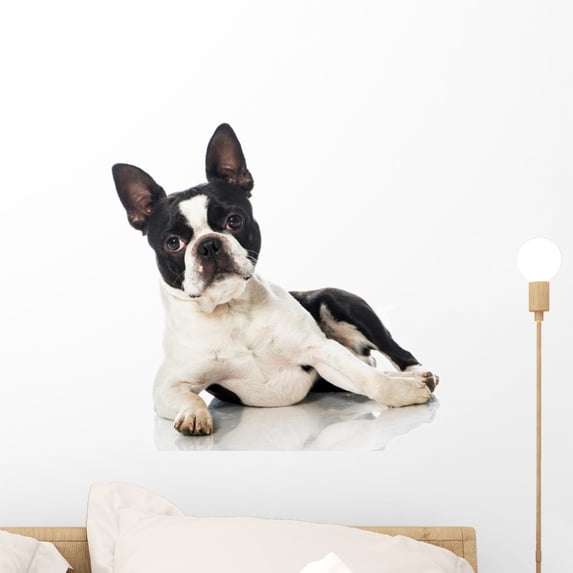 Boston Terrier Wall Mural Decal by Wallmonkeys Vinyl Peel and Stick Graphic (18 in W x 12 in H)