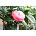 thumbnail image 2 of 3 Gal. Pink Perfection Camellia - Double Pink Flowers - Evergreen Foliage, 2 of 5