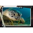 thumbnail image 3 of Sea Turtle Face (12x18 Wall Art Poster, Room Decor), 3 of 3