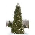 thumbnail image 2 of Thuja Plicata 'Green Giant' Arborvitae - 3 Live Quart Size Plants - Live Evergreen Privacy Tree, 2 of 9