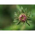 thumbnail image 2 of Bonin, Suzanne 24x19 Gold Ornate Wood Framed with Double Matting Museum Art Print Titled - Budding Aster, 2 of 4