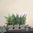 thumbnail image 3 of Northlight 10.25” Artificial Potted Lavender Plant in Distressed Wooden Tray, 3 of 3
