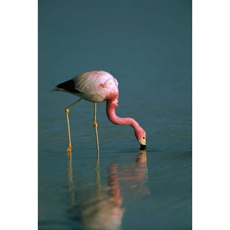 Andean Flamingo - Andean Flamingo feeding Laguna Blanca Bolivia Poster Print by Pete Oxford