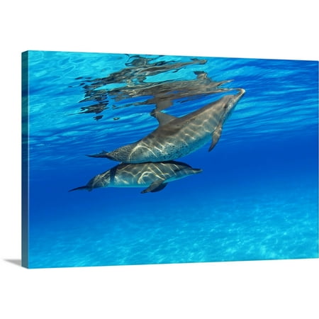 Spotted Dolphin - Great BIG Canvas | Dave Fleetham Premium Thick-Wrap Canvas entitled Caribbean, Bahamas, Bahama Bank, Two Atlantic Spotted Dolphin
