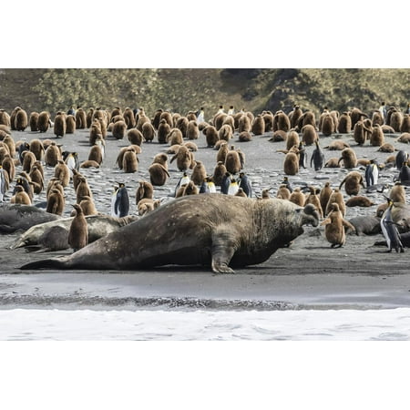 Southern Elephant Seal Bulls (Mirounga Leonina) Charging on the Beach in Gold Harbor, South Georgia Print Wall Art By Michael (Best Beaches In Georgia Country)