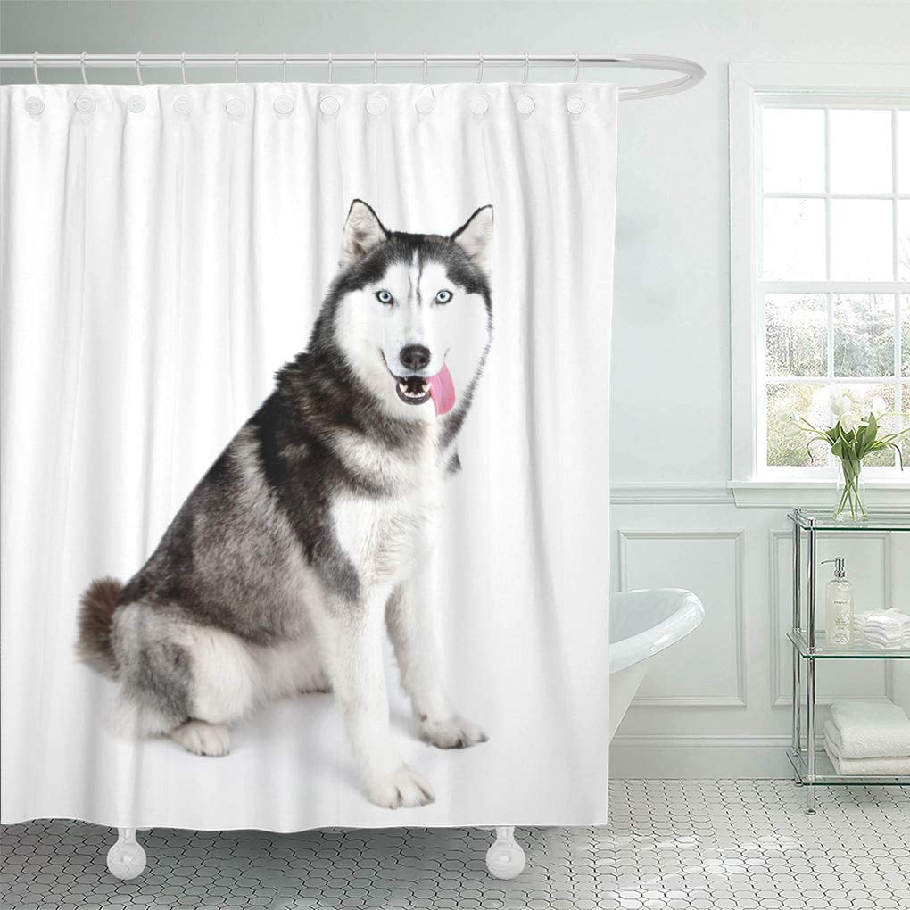 CYNLON Siberian Beautiful Cute Husky Isolated on White Adult Adorable