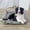MulticolorA, variant on Fmbmuo Washable Pet Bed With Mesh Mat , Breathable Summer Cooling Dog Bed , Indoor Cat Bed For Cats Small Dogs