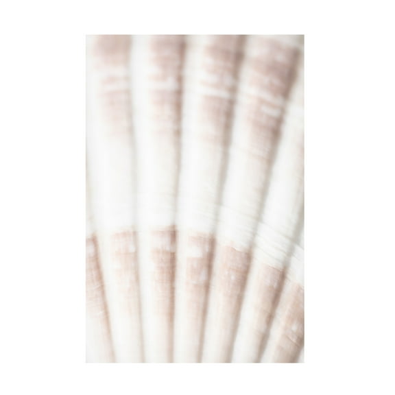 Trademark Fine Art Pictufy Studio Shell 2 Canvas Wall Art