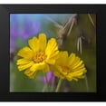 thumbnail image 2 of Fitzharris, Tim 22x20 Black Modern Framed Museum Art Print Titled - Desert Marigolds I, 2 of 5