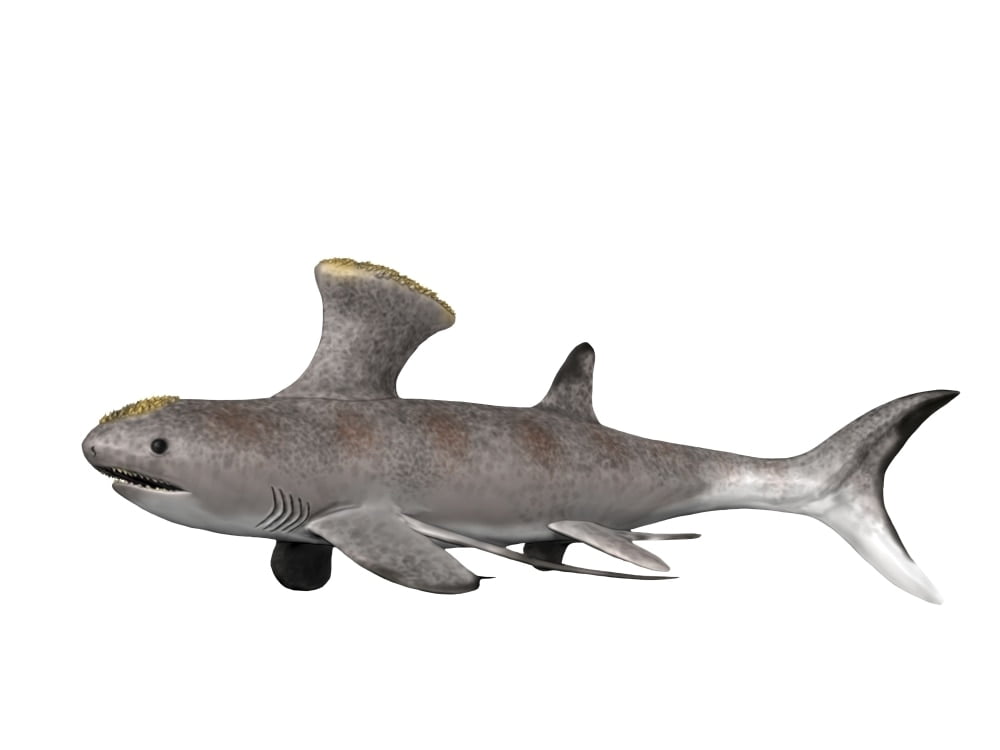 Akmonistion is an extinct shark from the Early Carboniferous period ...