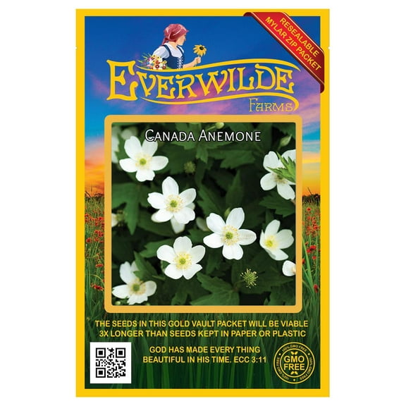 Everwilde Farms - 75 Canada Anemone Native Wildflower Seeds - Gold Vault Seed Packet