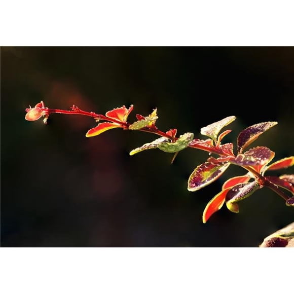 Close Up of Berberis - Quebec Canada Poster Print - 18 x 12 in.