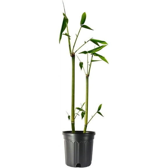 Giant Timber Bamboo  Live Plant  Bambusa Oldhamii  Beautiful Non-Invasive Clumping Bamboo Privacy Screen
