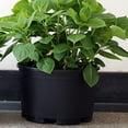 thumbnail image 4 of Maceta de plástico Extra grande para jardinería, 2 uds., maceta portátil para plantas grandes, 4 of 8