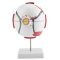 thumbnail image 4 of Modelo de globo ocular humano extraíble con aumento de 6X para estudio de anatomía y enseñanza, 4 of 12