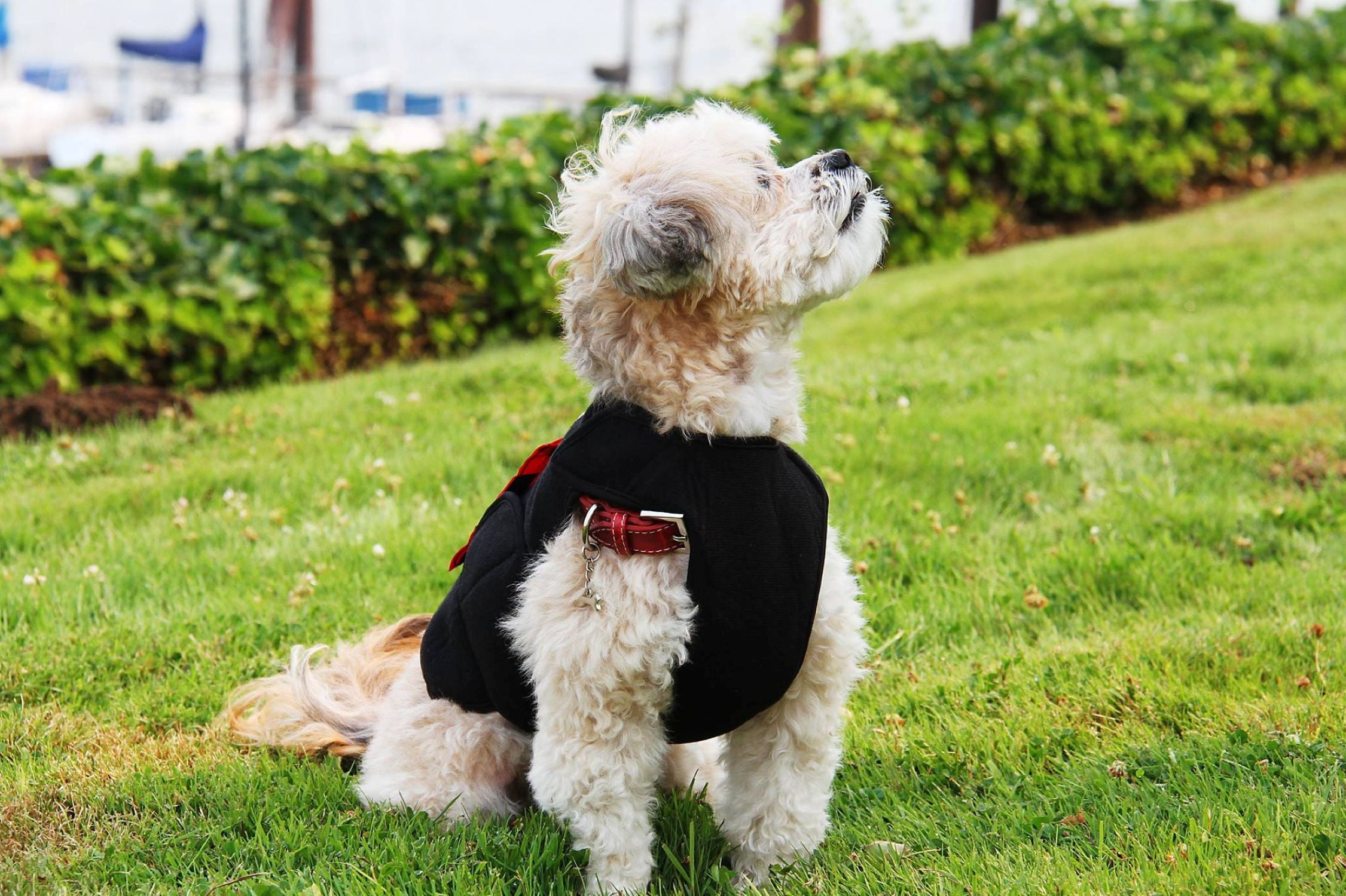 Healers Dog Anxiety Vest and Body Wrap,Front Module, helps reduce anxiety and protect pet post surgery, Pet Apparel,Small