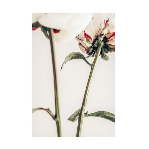 Pictufy Studio III 'Peony 1' Canvas Art - 12 x 19 Inches