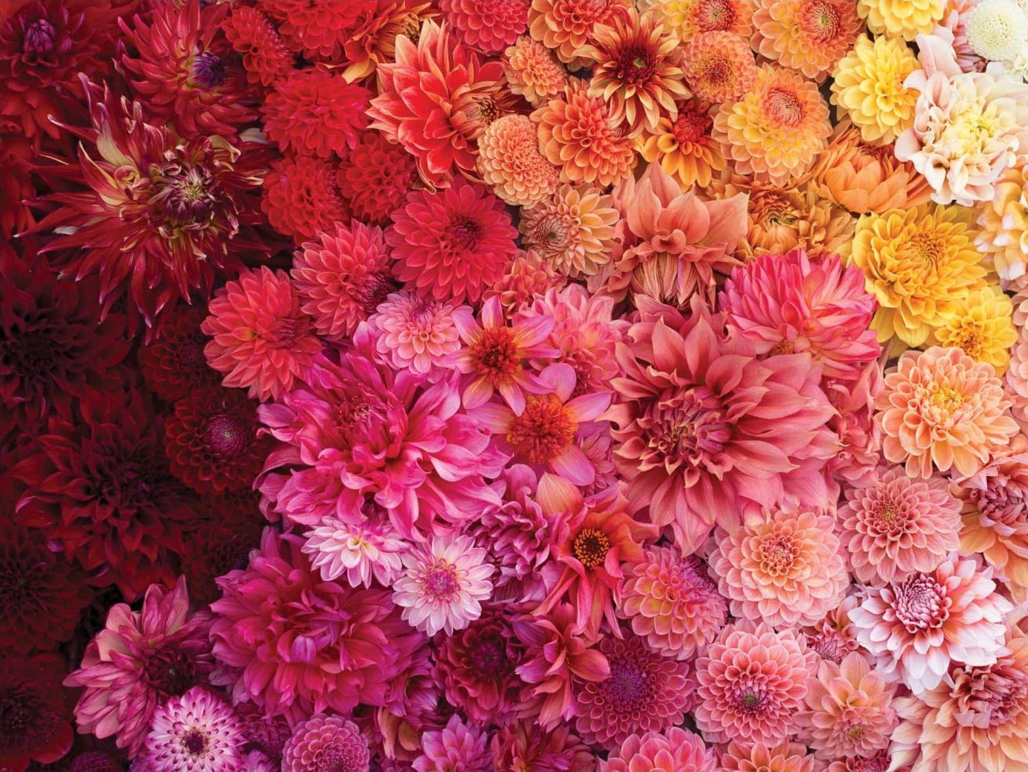 Galison - Floret Farm's Cut Flower Garden 2-Sided 500 Piece Jigsaw Puzzle