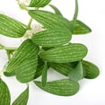thumbnail image 3 of Greenery Artificial Mistletoe Leaves Christmas Decoration, 3 of 8