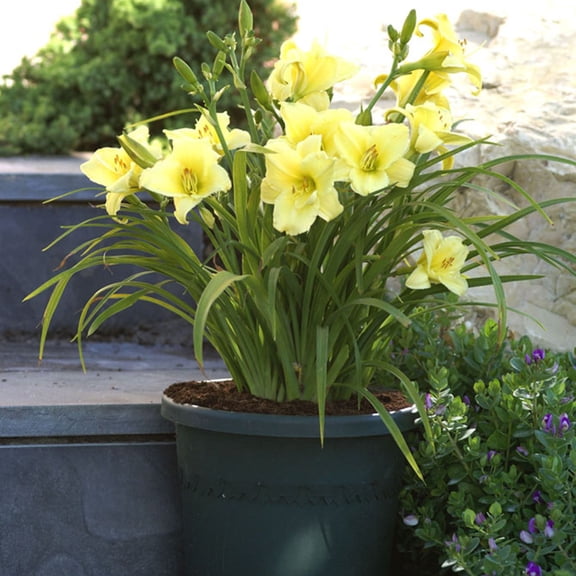 Van Zyverden Daylilies Fragrant Returns Yellow 3 Plant Roots Partial Sun Perennial Easy to Grow