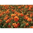 thumbnail image 5 of Cosmos Sulphur Klondyke Orange Flower Seeds, 100 Seeds Per Packet, isla's Garden Seeds, 5 of 6
