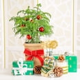 thumbnail image 3 of Christmas Tree, Bright Direct Sunlight, Indoor Live Houseplant, 6" Fabric Décor Pot, 3 of 12