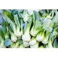 thumbnail image 3 of 2000 * Seeds CANTON PAK CHOI Bok Choy Chinese Cabbage Brassica Rapa Vegetable, 3 of 10