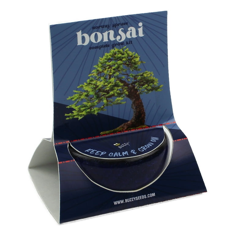 Buzzy Bonsai Norway Spruce Tree Grow Kit with Crackle Ceramic Pot Item  97715 - Walmart.com