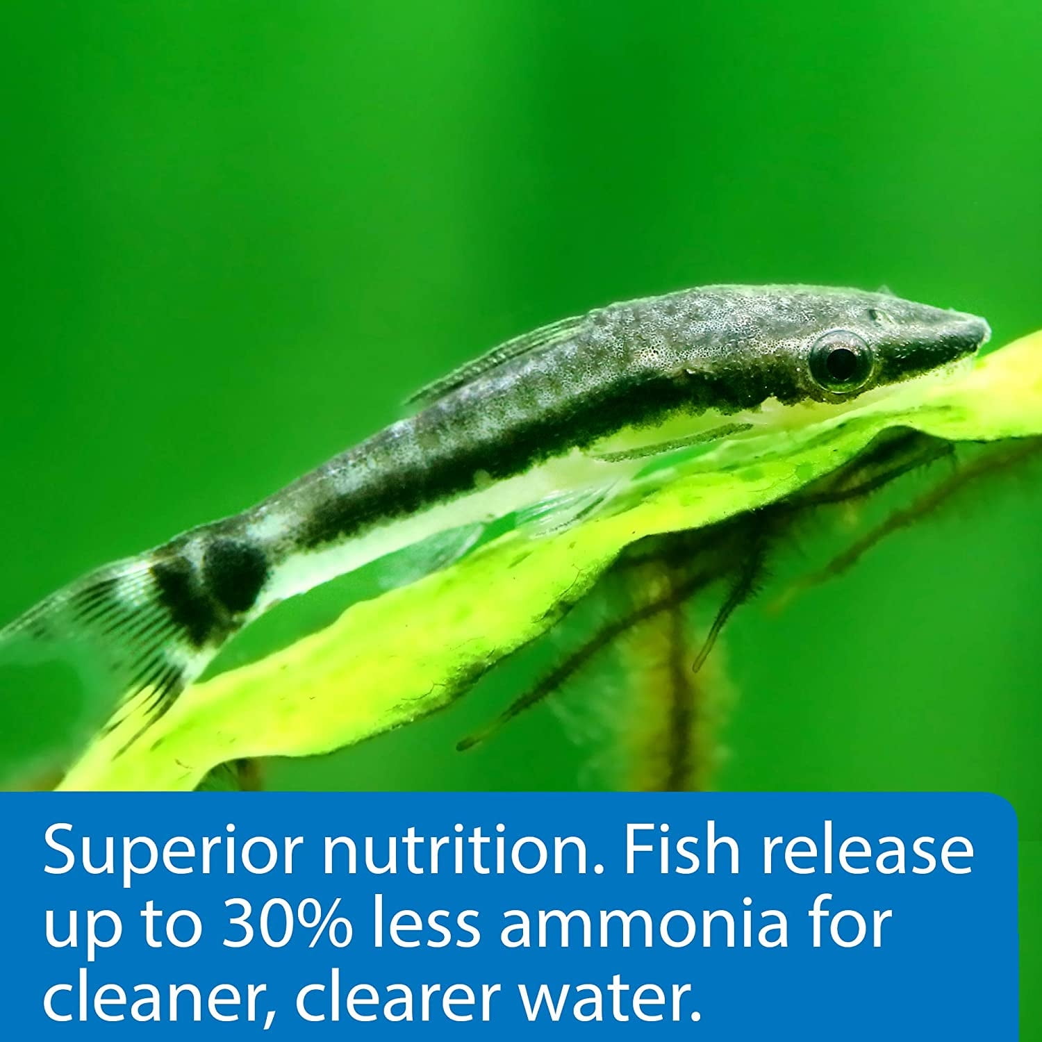 API Algae Eater Sinking Wafers Fish Food [Aquarium Bottom Feeder Food, Aquarium Supplies] 19.2 oz (3 x 6.4 oz)