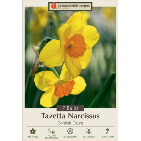 Cornish Dawn Tazetta Narcissus -Daffodil - 14/16 cm Bulbs - 7 Bulbs