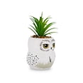 thumbnail image 2 of Mini maceta Silver Buffalo Harry Potter Hedwig con suculentas, 2 of 7