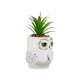 thumbnail image 2 of Mini maceta Silver Buffalo Harry Potter Hedwig con suculentas, 2 of 7