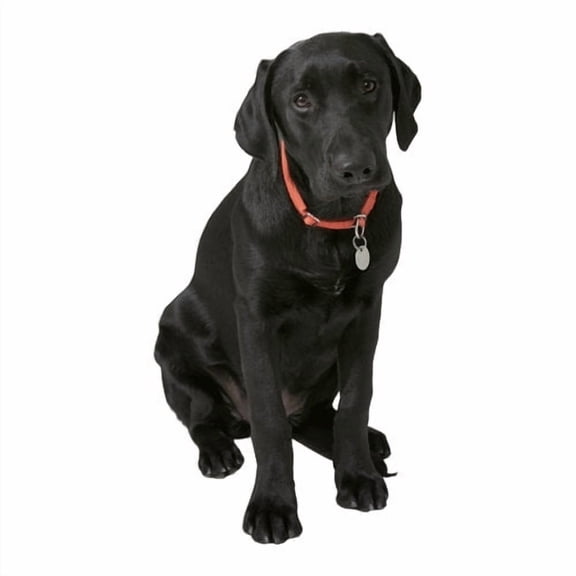 Wallhogs Dog VIII Cutout Wall Decal