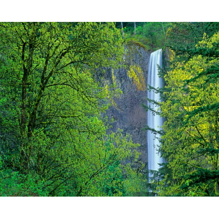 Latourell Falls Columbia River Gorge near Portland Oregon Poster Print by Tim