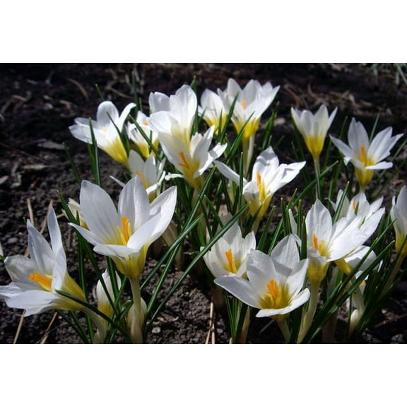Snowbunting Snow Crocus - Snowy White! - 5/  cm Bulbs- 20 Bulbs