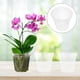 thumbnail image 4 of 9 piezas de orquídeas de orquídeas de orquídeas de plantación de orquídeas plantas de plástico plantas de interior macetas, 4 of 5