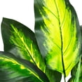 thumbnail image 5 of Northlight Wide Leaf Artificial Dieffenbachia Potted Plant - 51", 5 of 9