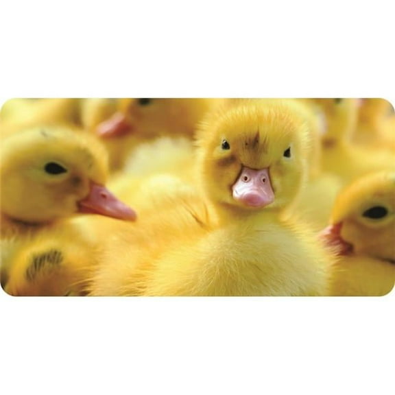 Baby Ducks Photo License Plate