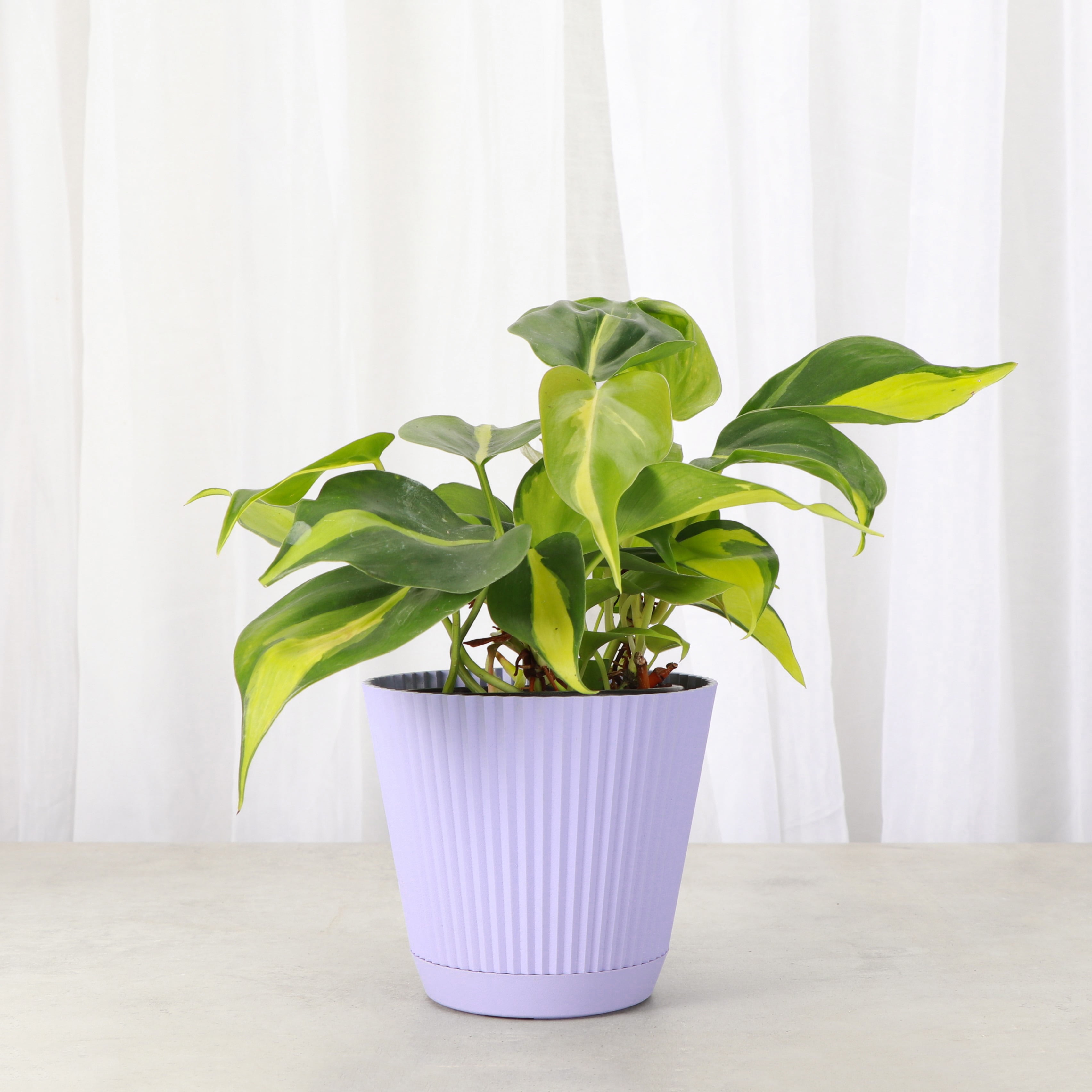 Live Brazil Philodendron Plant - Fast Growing - 4" Decorative Pot Cover - Thorsen's Greenhouse