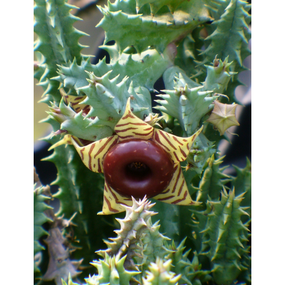 Huernia Lifesaver Zebrina Starfish Cactus Cactus Plant, Trailing Cactus Succulent Well Rooted in 2" Pot Ornamental Houseplant for Hanging Basket