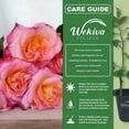 thumbnail image 2 of Granada Rose Bush - 2 Live Starter Plants in 2 Inch Pots - Beautifully Fragrant Heirloom Rose from Florida - A Versatile Beauty with a Rich Fragrance, 2 of 6