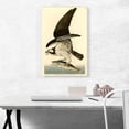 thumbnail image 2 of ARTCANVAS Fish Hawk - Osprey Canvas Art Print by John James Audubon - Size: 26" x 18" (0.75" Deep), 2 of 9