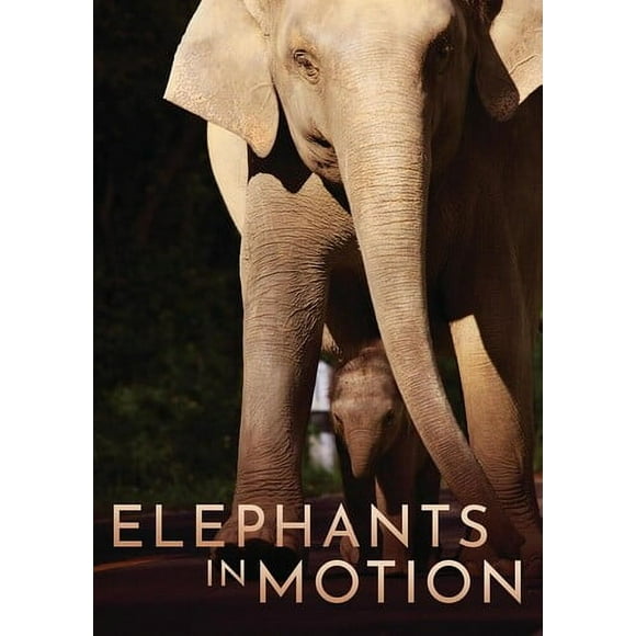Elephants In Motion