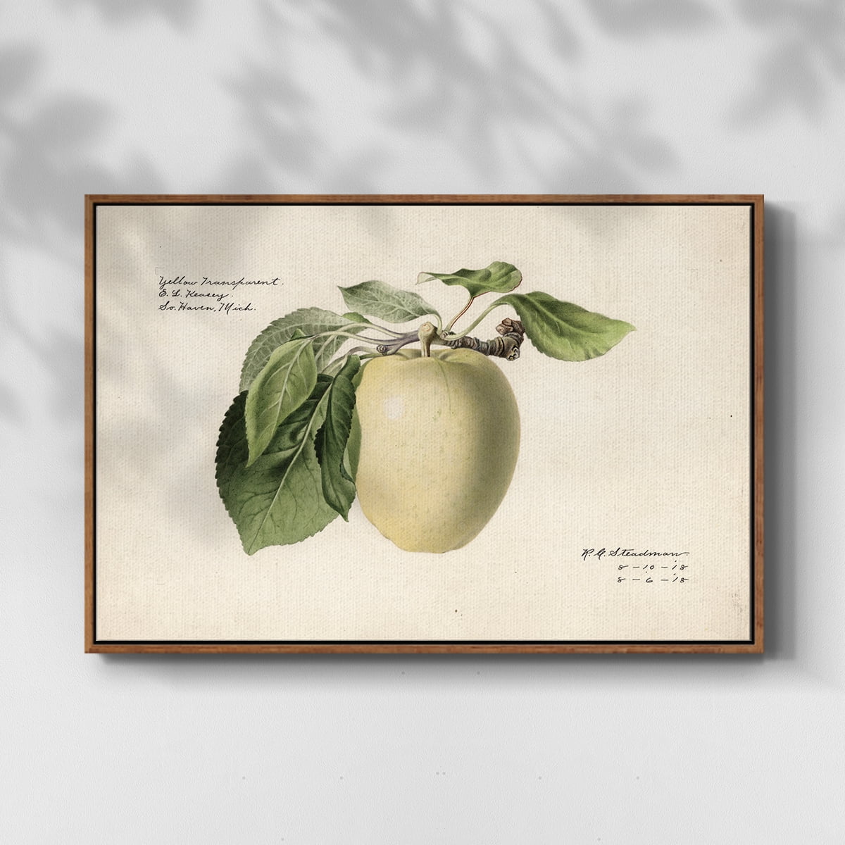 Vintage Botanical Print-XLV By Wexford Home Framed in Walnut Wood Gallery Wrapped Canvas 27 in. x 41 in.