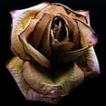 thumbnail image 2 of Graciet, Stephane 20x20 White Modern Wood Framed Museum Art Print Titled - Colorful Rose, 2 of 4